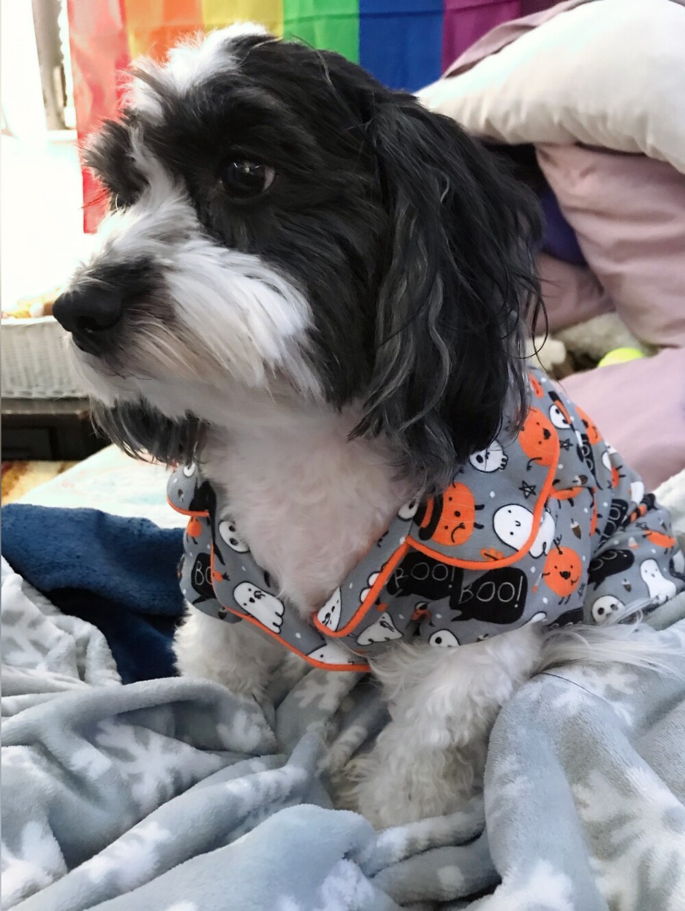 B.Happi Pet Apparel Halloween Onesie Pajamas Gray Ghost Pumpkin Print Size Small
